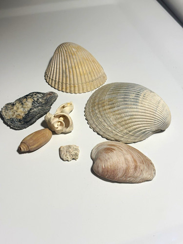 Assorted seashell lot - lot, mixed