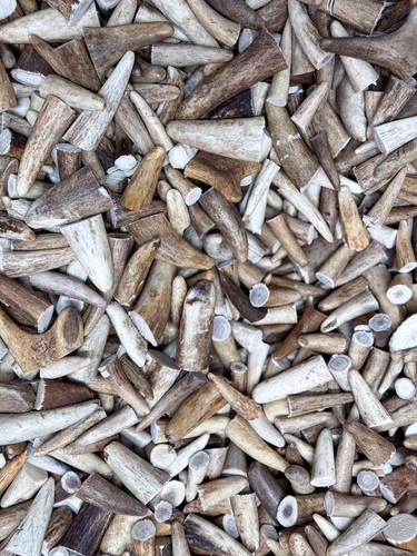 Red deer antler tips craft - deer,