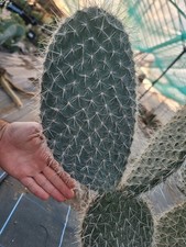 Large opuntia Pailana CUTTING
