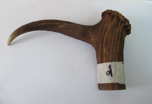 Red deer stag antler coronet - antler,