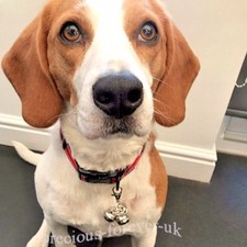 3 Dog Collar Bells on lobster