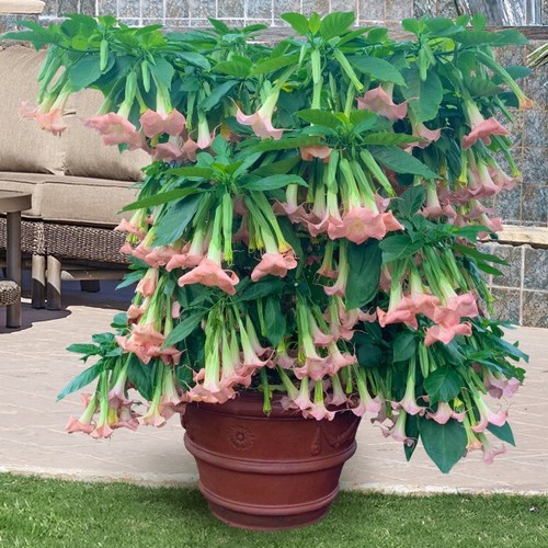 Brugmansia pink rofuson - p,