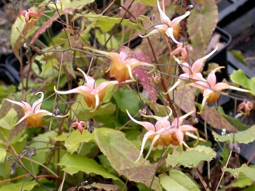 Epimedium amber queen - 'amber, queen'