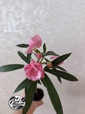 Oleander Double Petals Pink