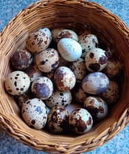 24 Japanese Coturnix Quail Eggs. 