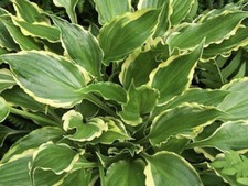 Hosta Tea at Betty’s