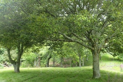 Quercus glauca japanese blue - quercus,