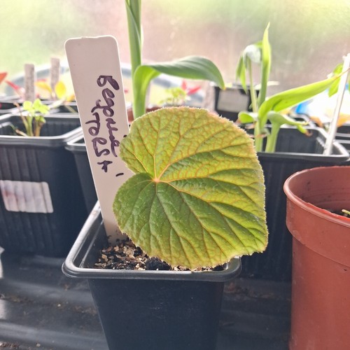 Begonia torsa rare - begonia, uk