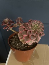 Aeonium Pink Succulent Plant