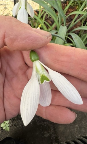 Galanthus pear drop 1 - ‘pear, ×1