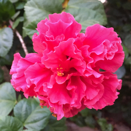 Hibiscus mutabilis cotton - mutabilis, (cotton