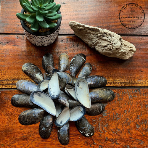 Lancashire mussel shells - 50,