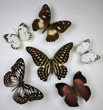 Real Butterfly Collection x 6 A-/A2 Specimens. Entomology Collectibles