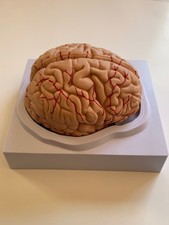 Uimoso Human Brain Model