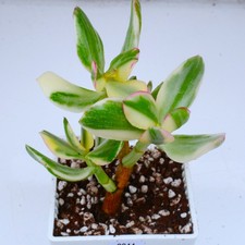 Crassula Ovata Tricolour