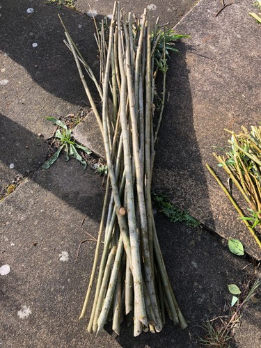 30x 90cm willow - willow, tree