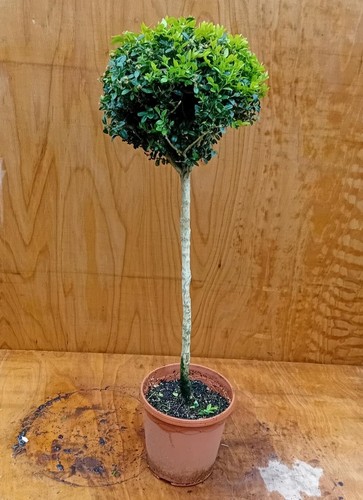 Buxus sempervirens common - sempervirens, (common