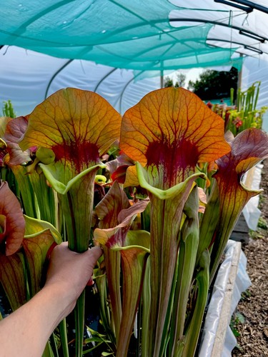 Sarracenia asbo giant - sarracenia, x