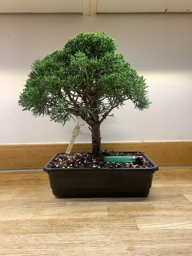 Shimpaku sargentii juniper - shimpaku,