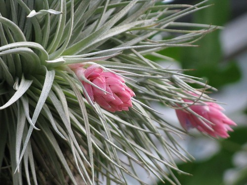 Tillandsia oaxacana live air - live,
