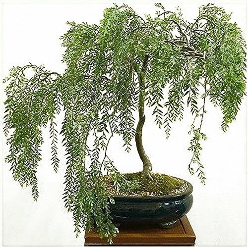 Rare willow bonsai cutting - willow,