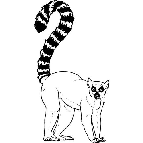Ring tailed lemur unmounted - 'ring-tailed,