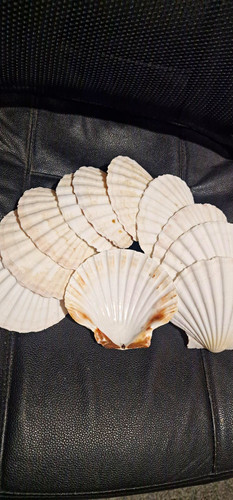 Natural white scallop shells - natural,