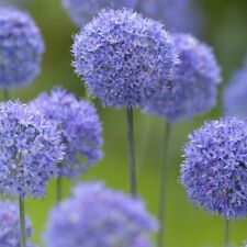 20 x BLUE - Allium AZUREUM - Spring Flowering Perennial Garden Plant BULBS