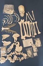 Life-Size Disarticulated Human