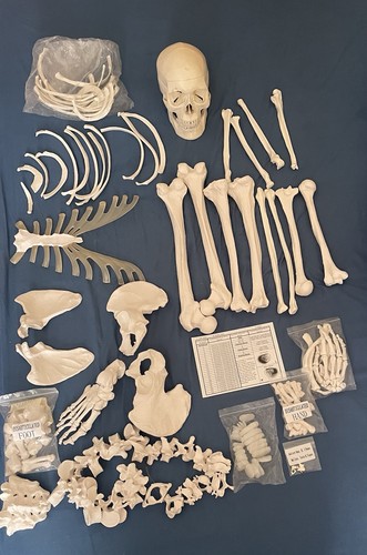 Life size disarticulated human - life-size,