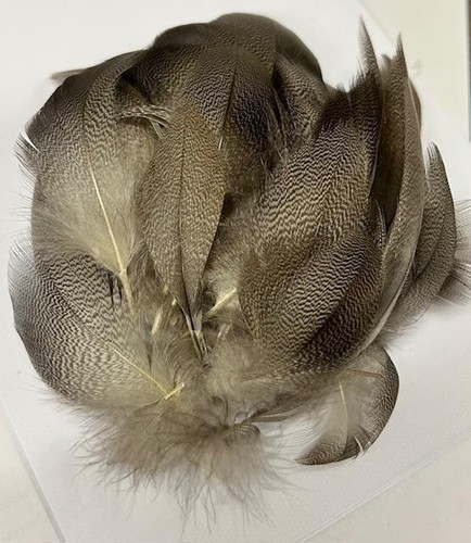 Bronze mallard feathers - mallard, 50