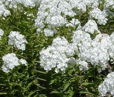 Phlox paniculata David 9cm Pot