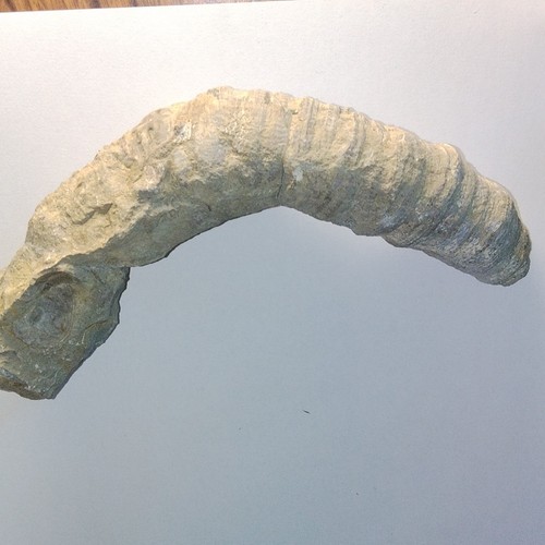 Acanthophyllum fossil 402 5g - fossil,, 402.5g