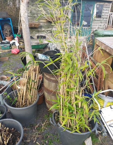 Bamboo plants garden plant - x2,