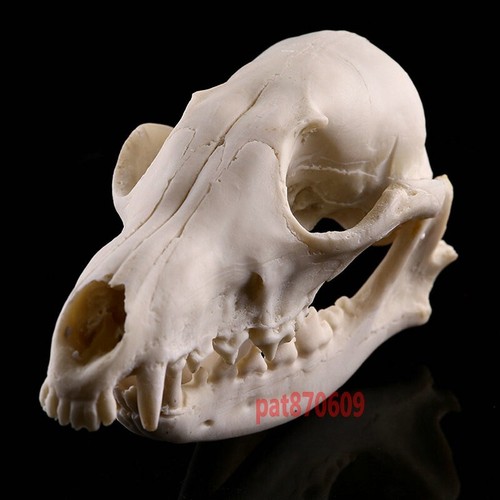Animal skull red fox - fox,