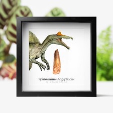 Spinosaurus Tooth & Watercolour Illustration Dinosaur Fossil Box Frame Ornament
