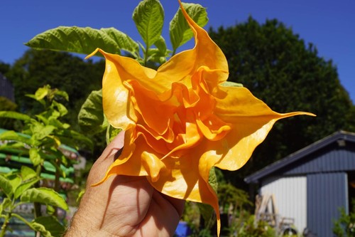 Angel trumpets orange - -, 6