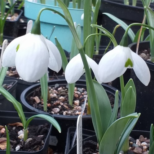 Galanthus chris sanders - chris,