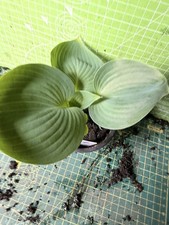 Hosta  - Perennial Plant - Lot