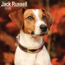 Jack Russell Calendar 2026 -