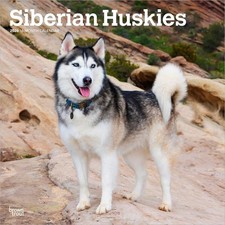 Siberian Huskies Calendar 2026 | Square 30cm x 30cm | 100% Plastic Free