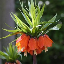 Fritillaria Aurora Crown