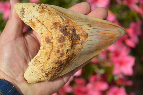 R25 stunning huge natural - huge,,