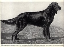 1930s Antique GORDON SETTER Print Champion Dawn of Daven Gordon Setter 6390h