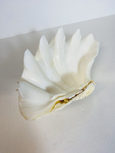 Giant white fluted - giant,