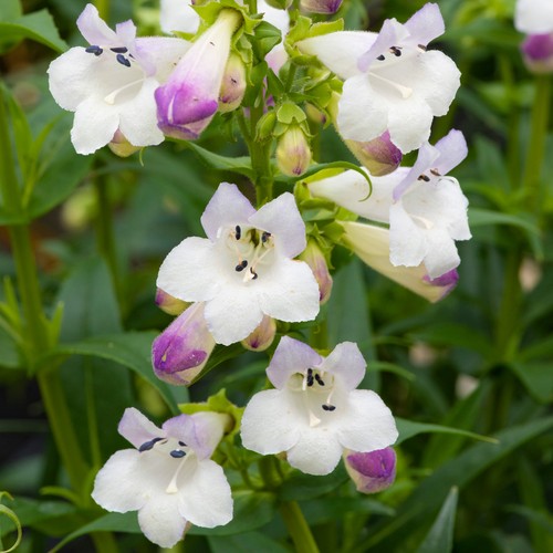 Penstemon harlequin lilac - penstemon,