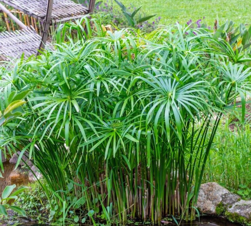 Umbrella plant cyperus - umbrella,