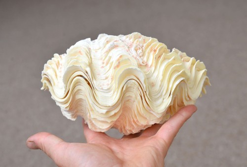 Natural clam clamshell - natural,