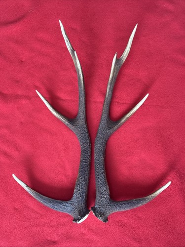 Pair sika deer - of,