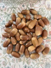 1.6kg (300 plus ) Acorns Organic/ SQUIRREL  TREATS/ART/CRAFTS White English Oak 